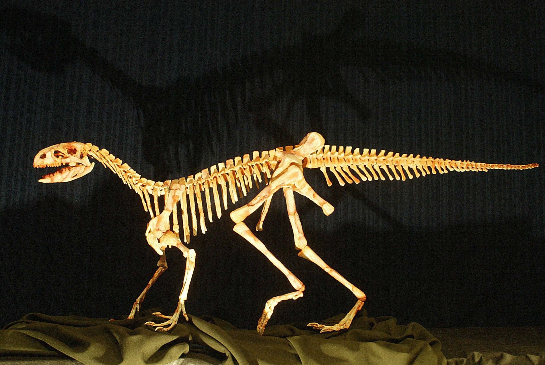 Nova espécie de dinossauro carnívoro é descoberta em São Paulo